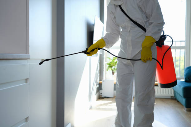 Attic Mold Removal in Cascade, ID