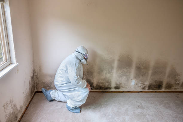 Home Mold Removal in Cascade, ID