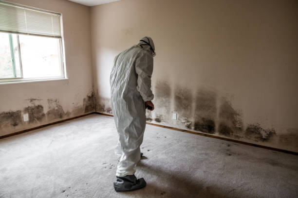 Best Attic Mold Removal  in Cascade, ID