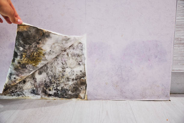 Best Emergency Mold Removal  in Cascade, ID